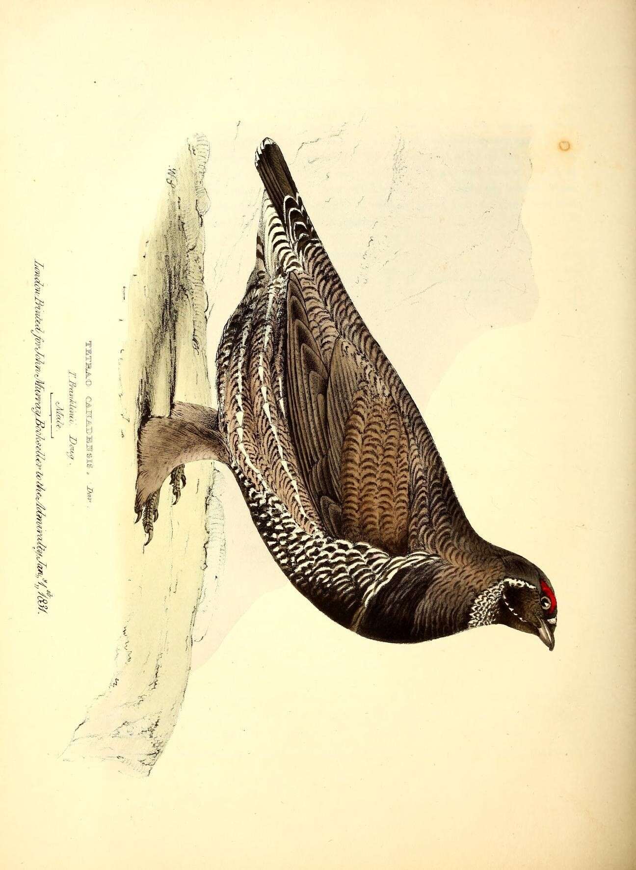 Image of Spruce Grouse