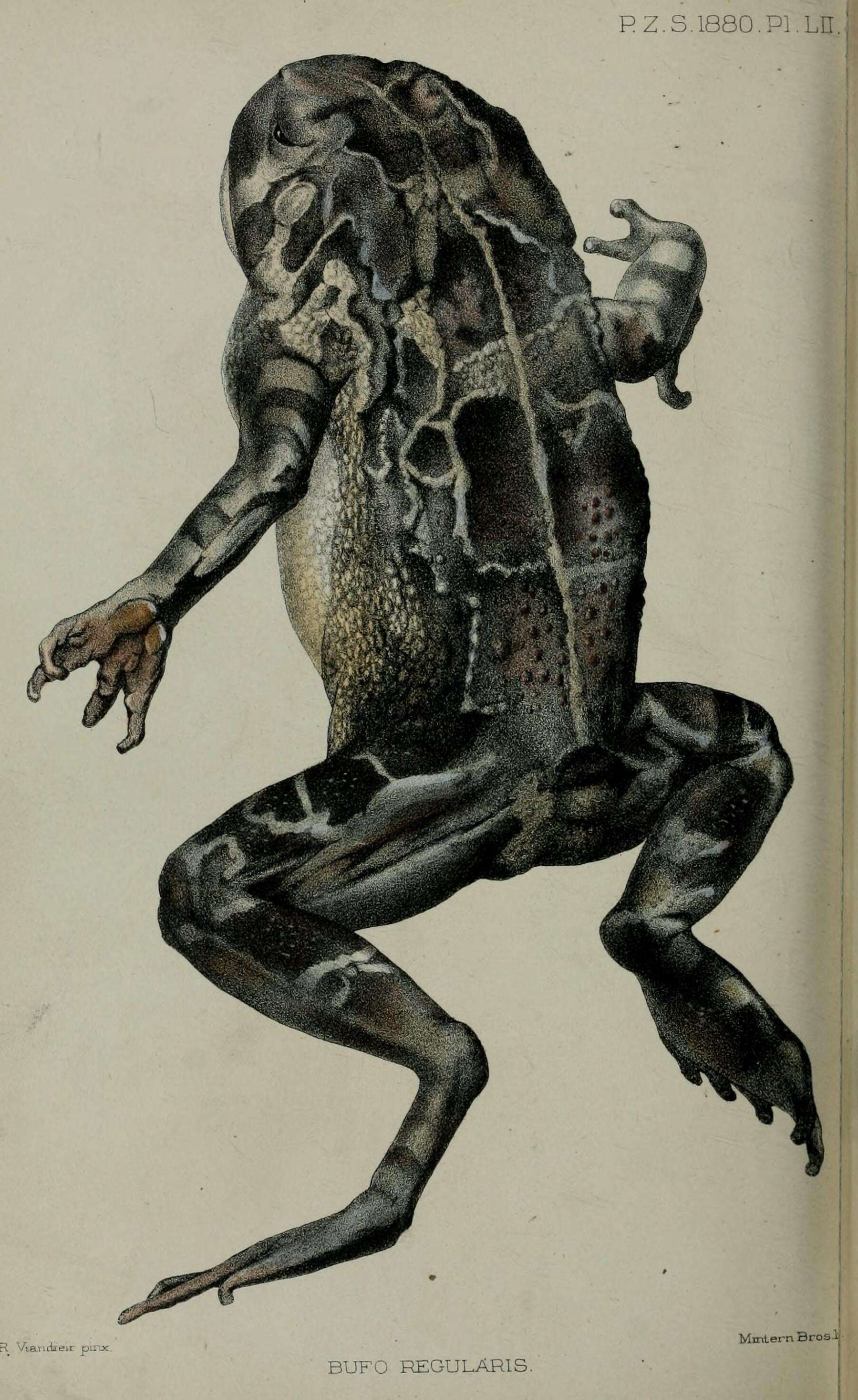 Image de Sclerophrys regularis (Reuss 1833)
