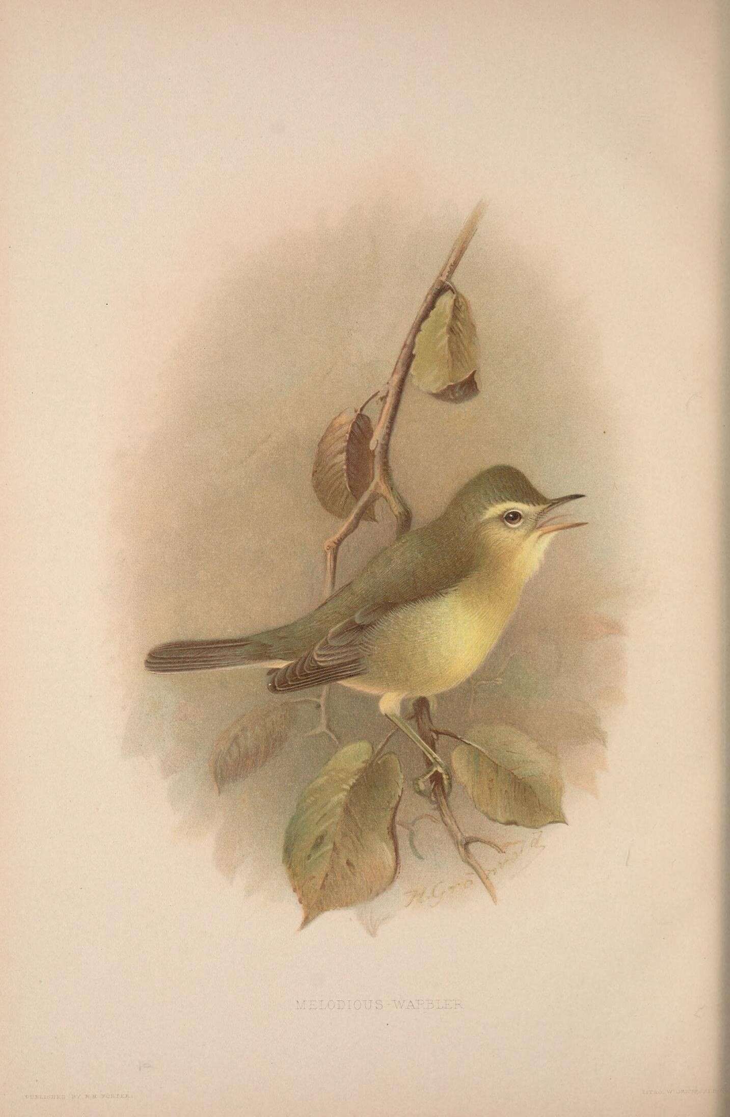 Image of Melodious Warbler