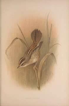 Image of Aquatic Warbler