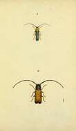 Sivun Oberea pupillata (Gyllenhal 1817) kuva