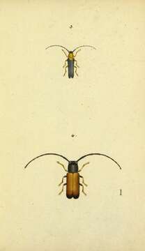 Sivun Oberea pupillata (Gyllenhal 1817) kuva