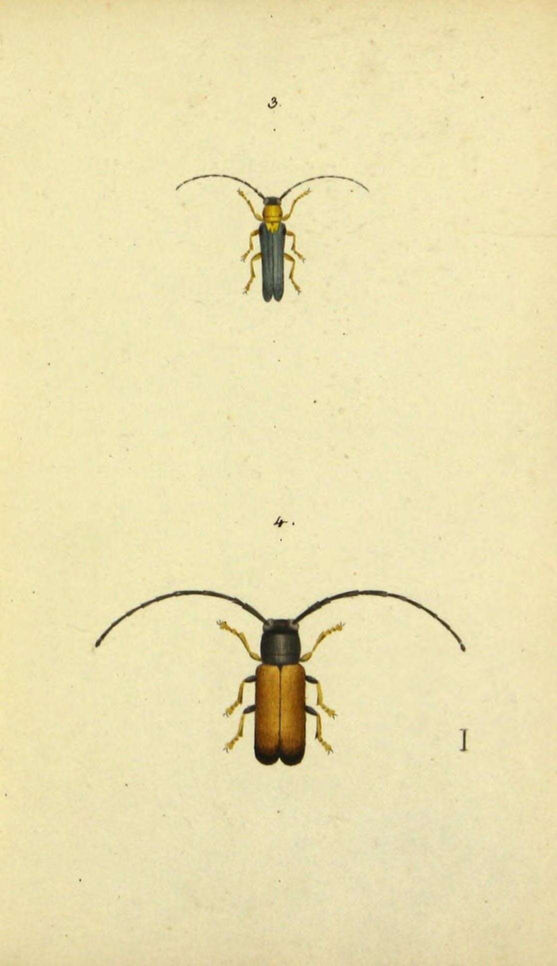 Imagem de Oberea pupillata (Gyllenhal 1817)