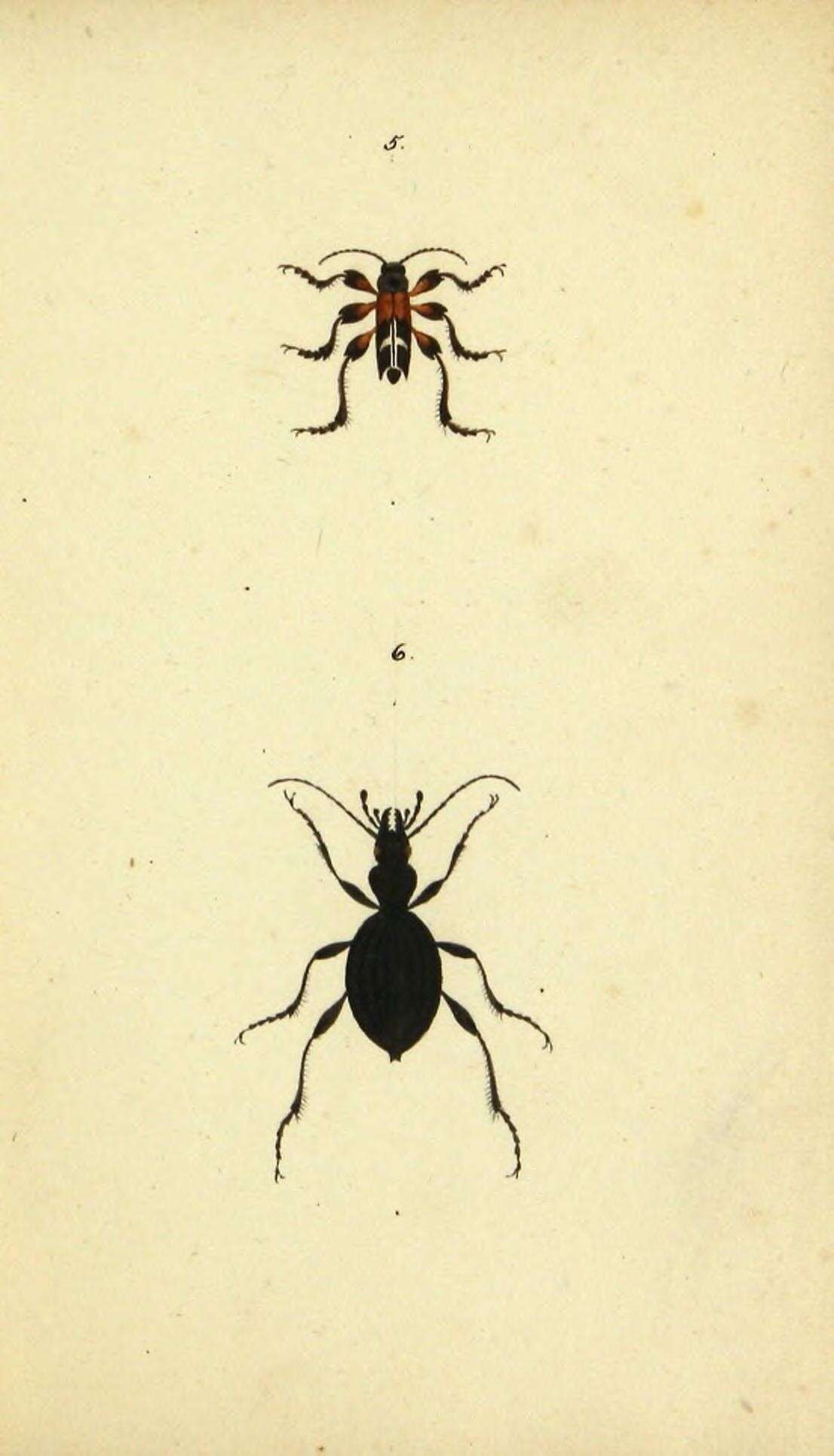 Sivun Neoclytus araneiformis (Olivier 1795) kuva