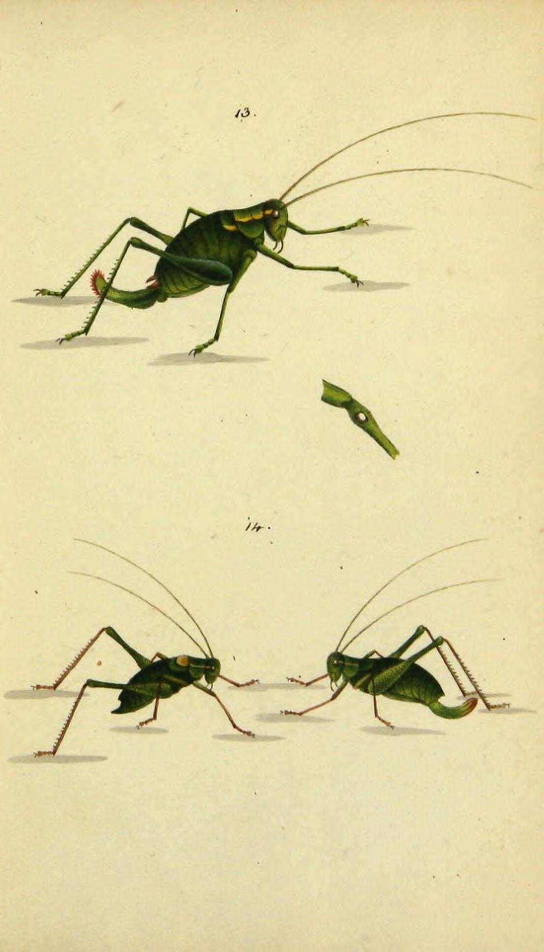 Image of saw-tailed bush-cricket