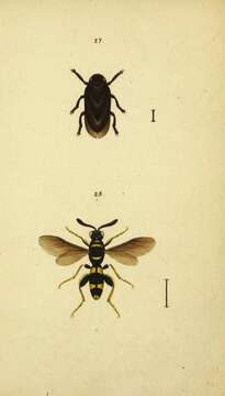 Image of Tettigometra atra Hagenbach 1825