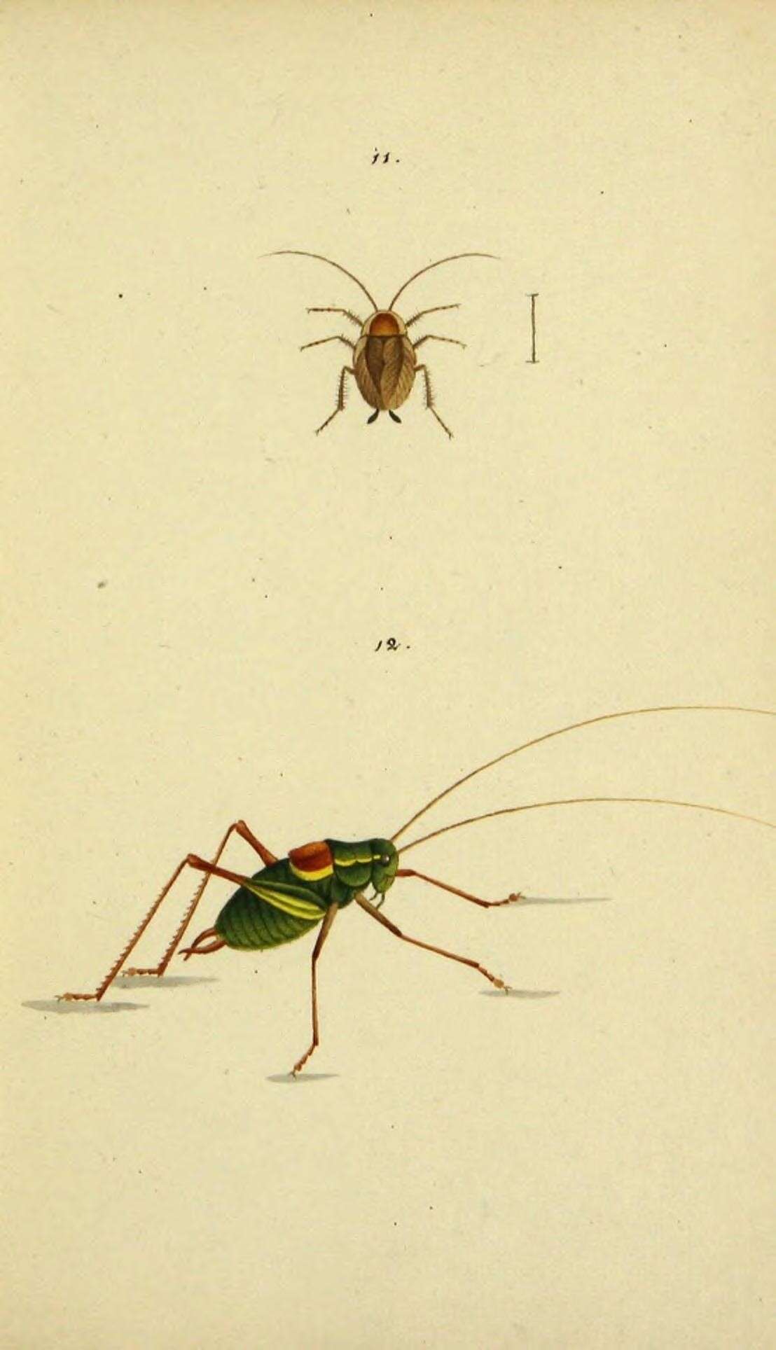 Ectobius (Ectobius) lapponicus lapponicus (Linnaeus 1758)的圖片