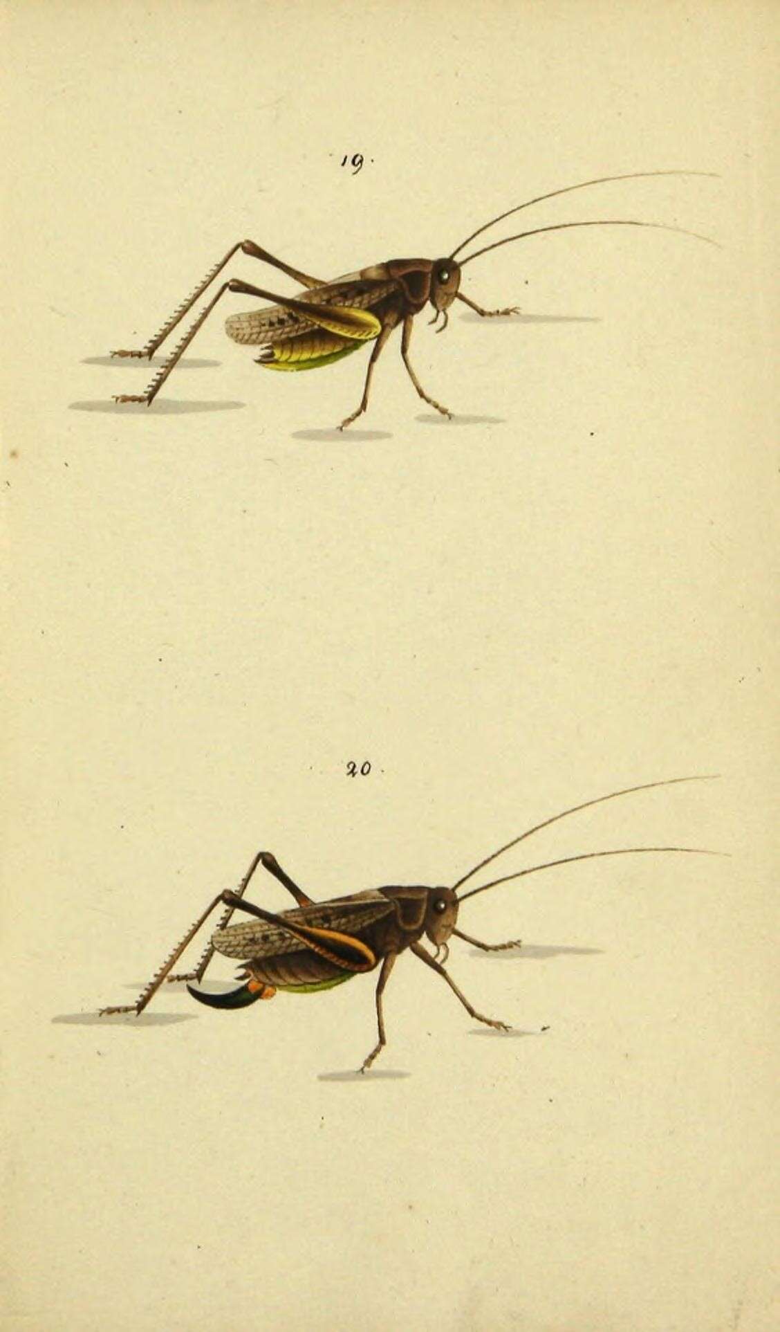 Image de Platycleis grisea (Fabricius 1781)