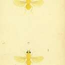 Image de Sapromyza flava (Robineau-Desvoidy 1830)
