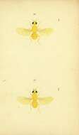 Sapromyza flava (Robineau-Desvoidy 1830)的圖片