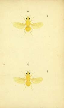 Image de Sapromyza flava (Robineau-Desvoidy 1830)