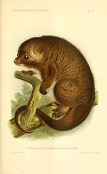 Image of D'Albertis Ringtail Possum