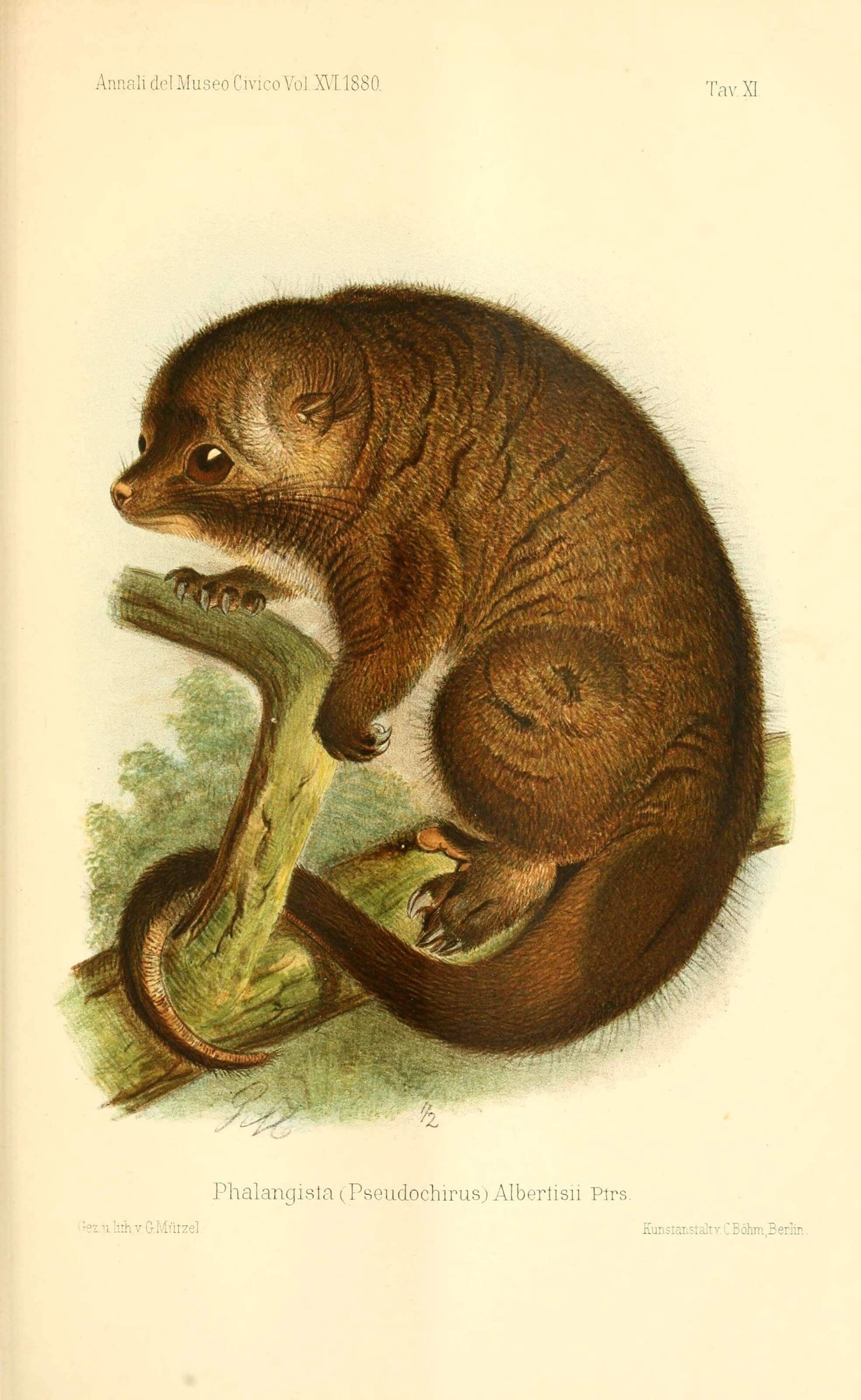 Image of D'Albertis Ringtail Possum