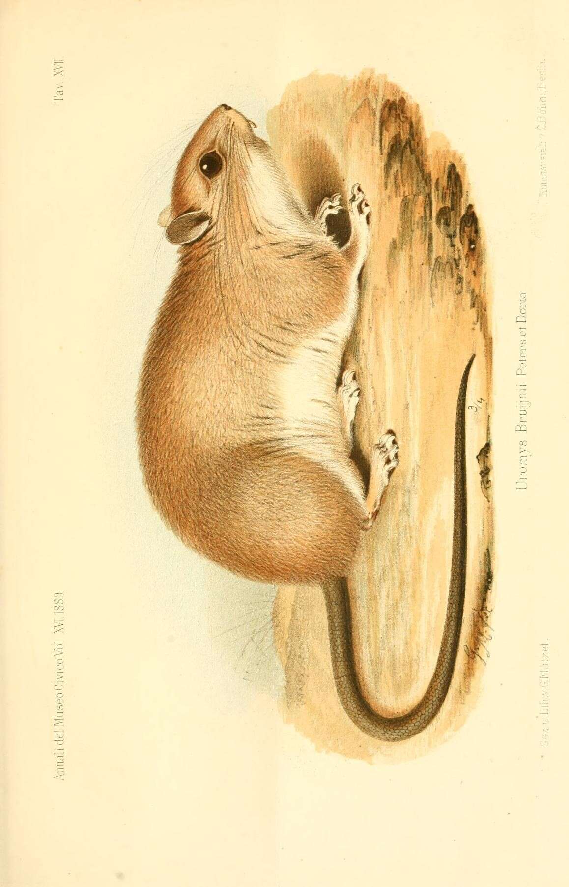 Image de Uromys Peters 1867