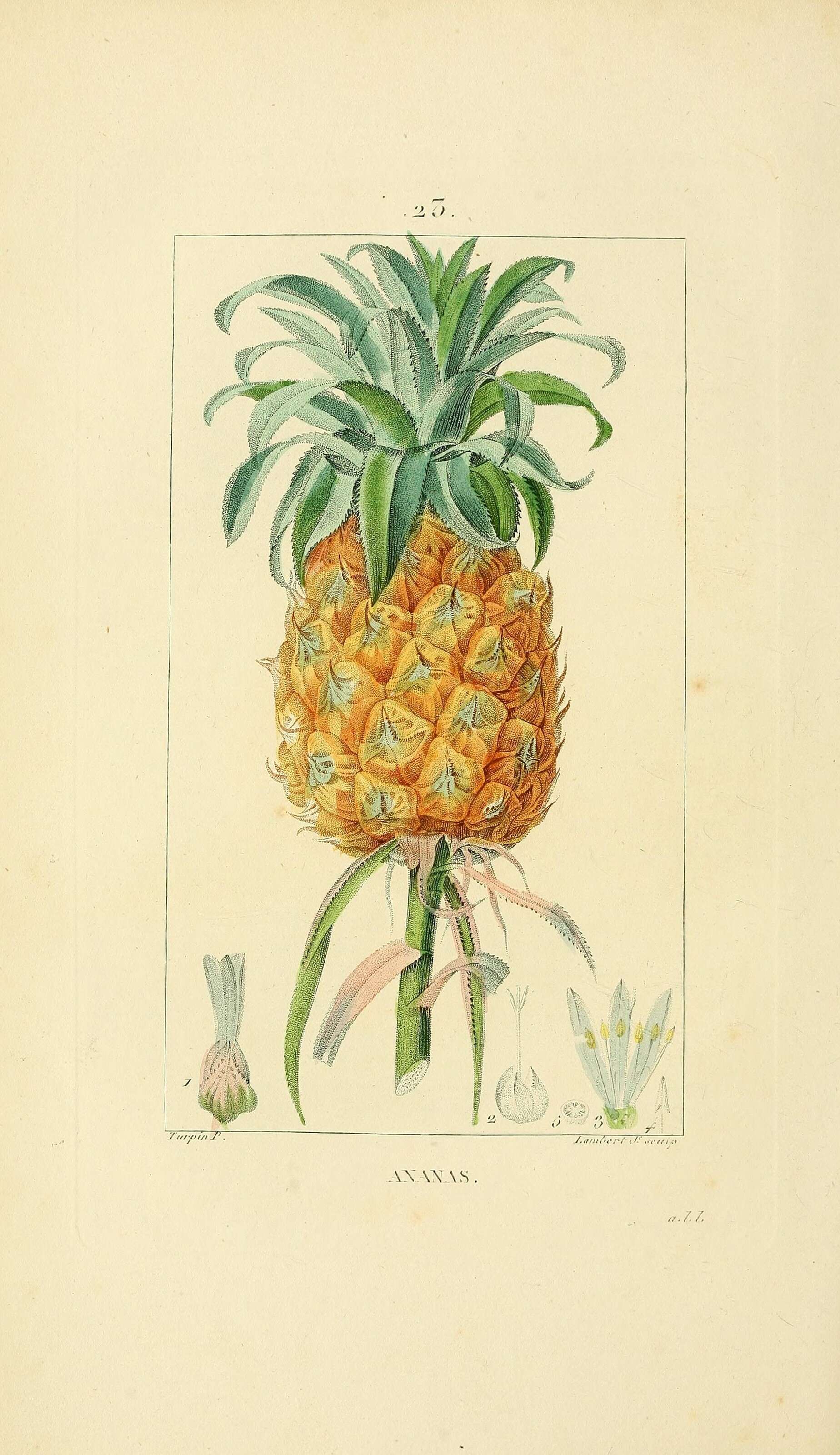 Image of Pineapples