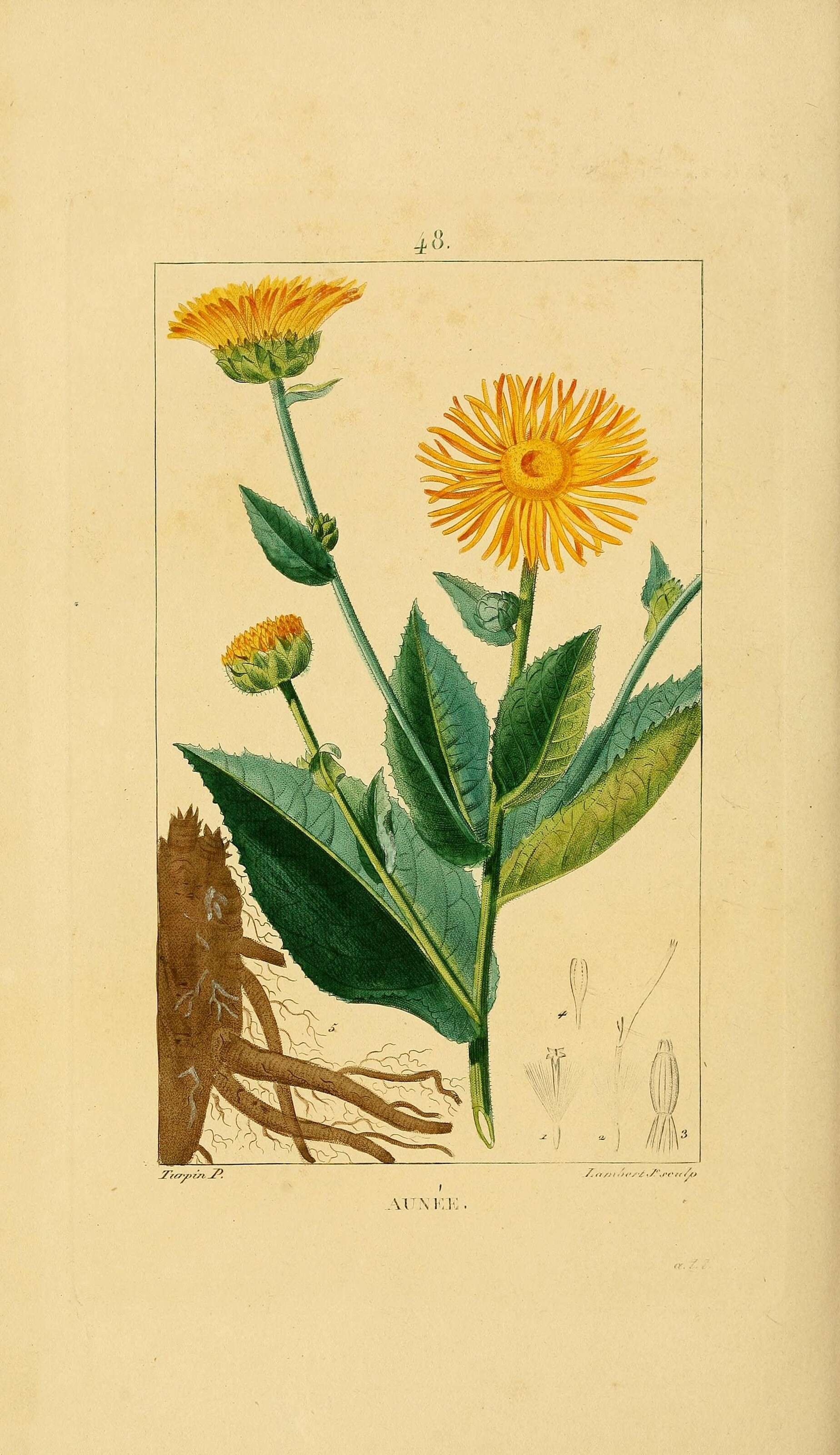 Inula helenium L. resmi