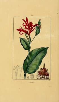 Image de Heliconia bihai (L.) L.