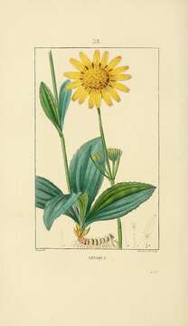 Arnica montana L. resmi