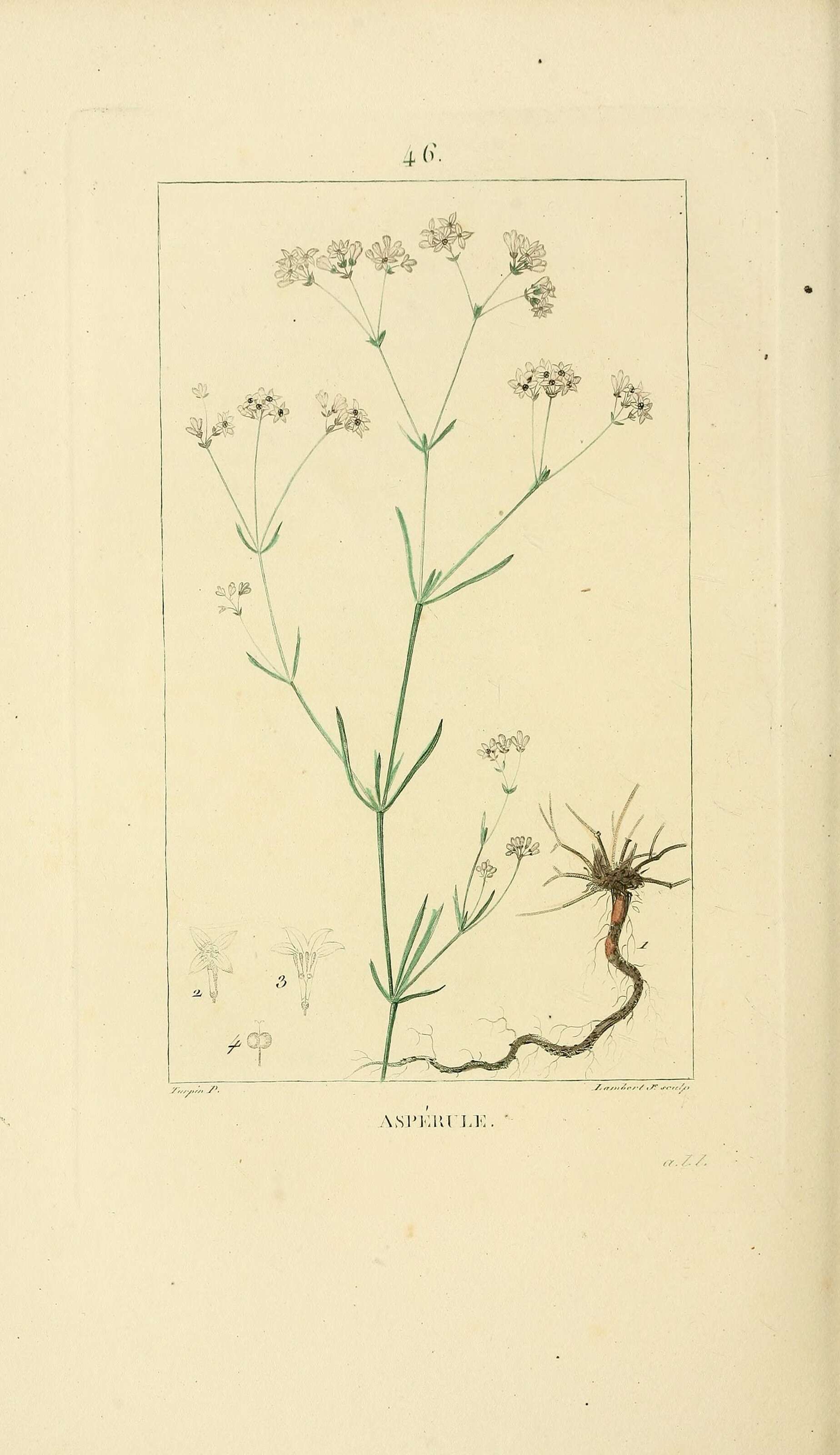 Image of Asperula hirta Ramond