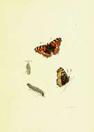 Imagem de Aglais urticae Linnaeus 1758