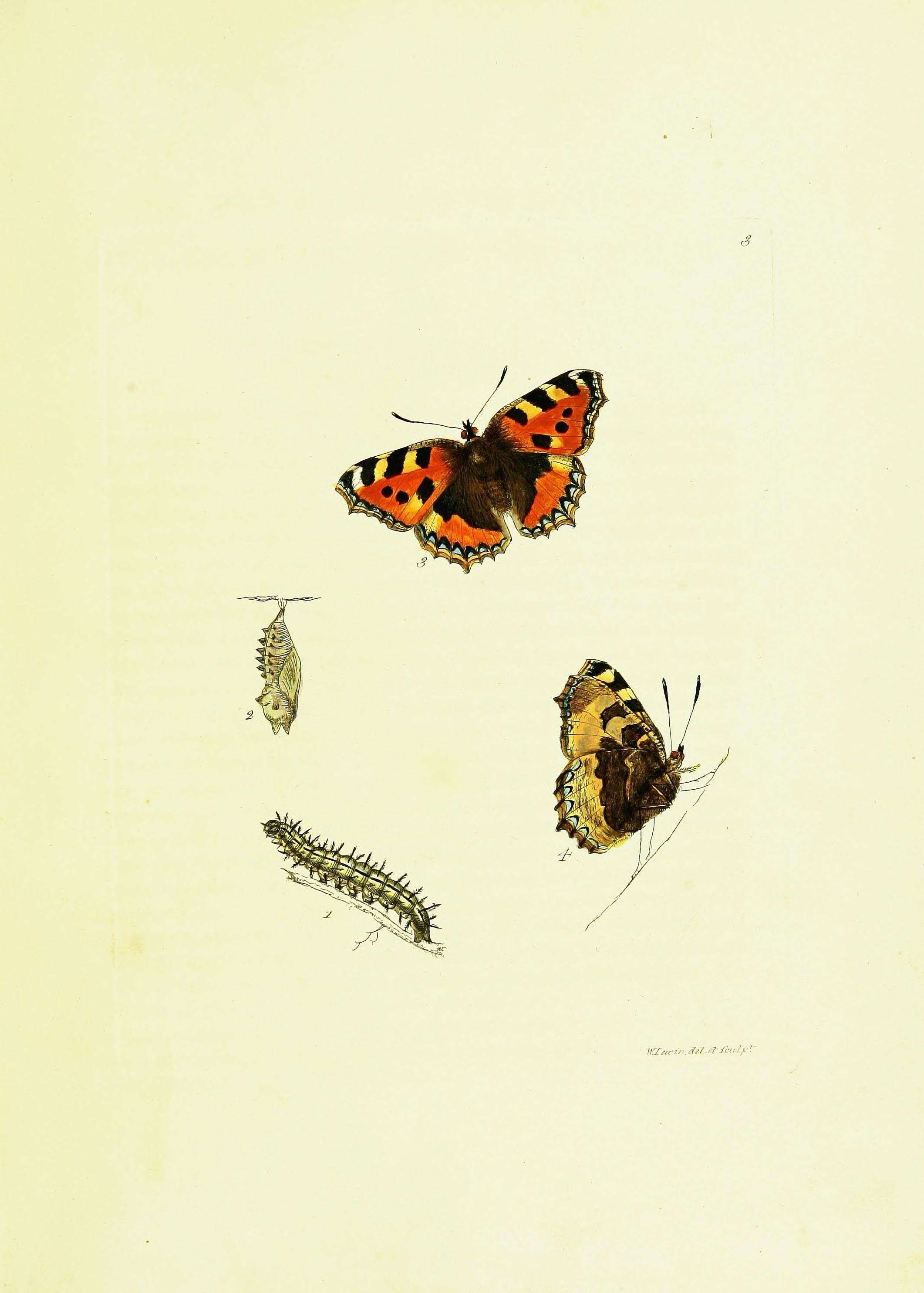 Aglais urticae Linnaeus 1758 resmi