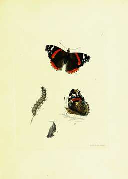 Image of Red Admiral