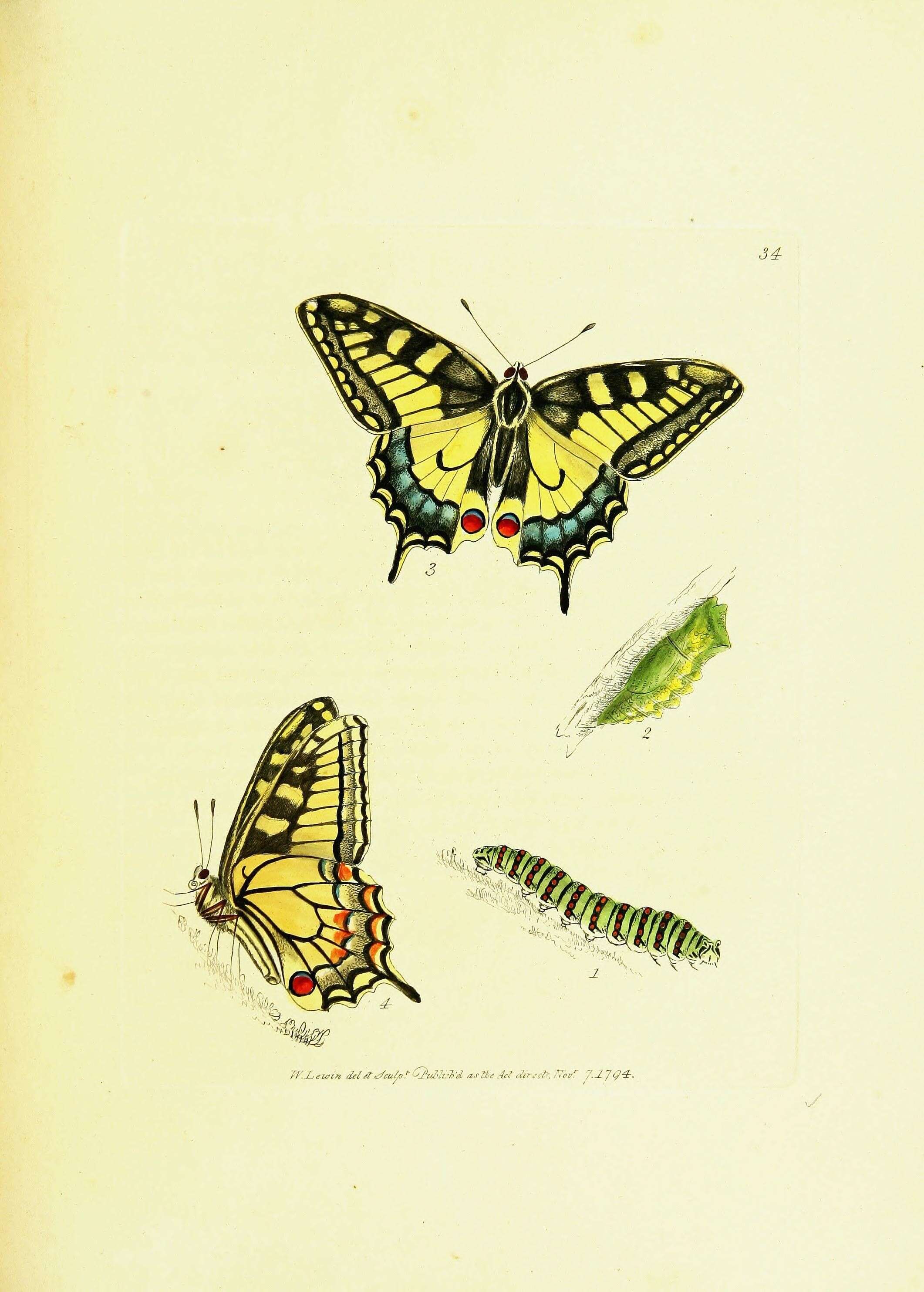 Image de Le Machaon