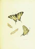 Image of Iphiclides