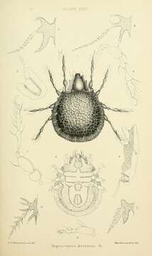 Sivun Sarcoptiformes kuva