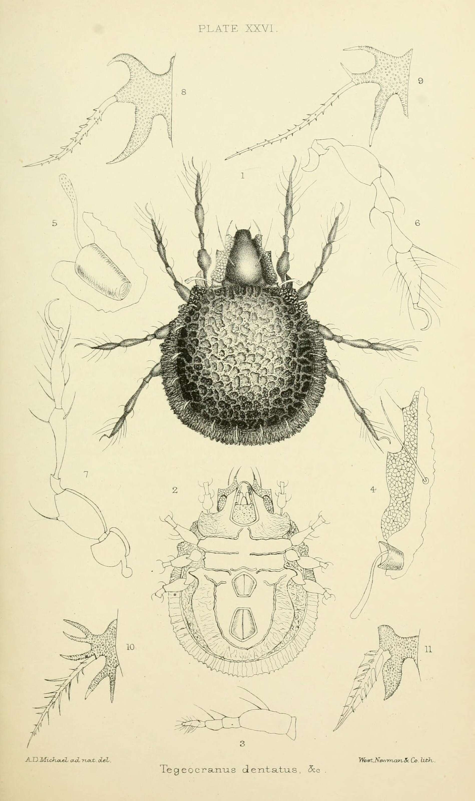 Image of Sarcoptiformes