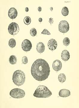 صورة Acmaea (Atalacmaea) fragilis