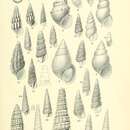 صورة Tongapyrgus subterraneus (Suter 1905)