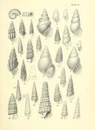 Image de Tongapyrgus subterraneus (Suter 1905)