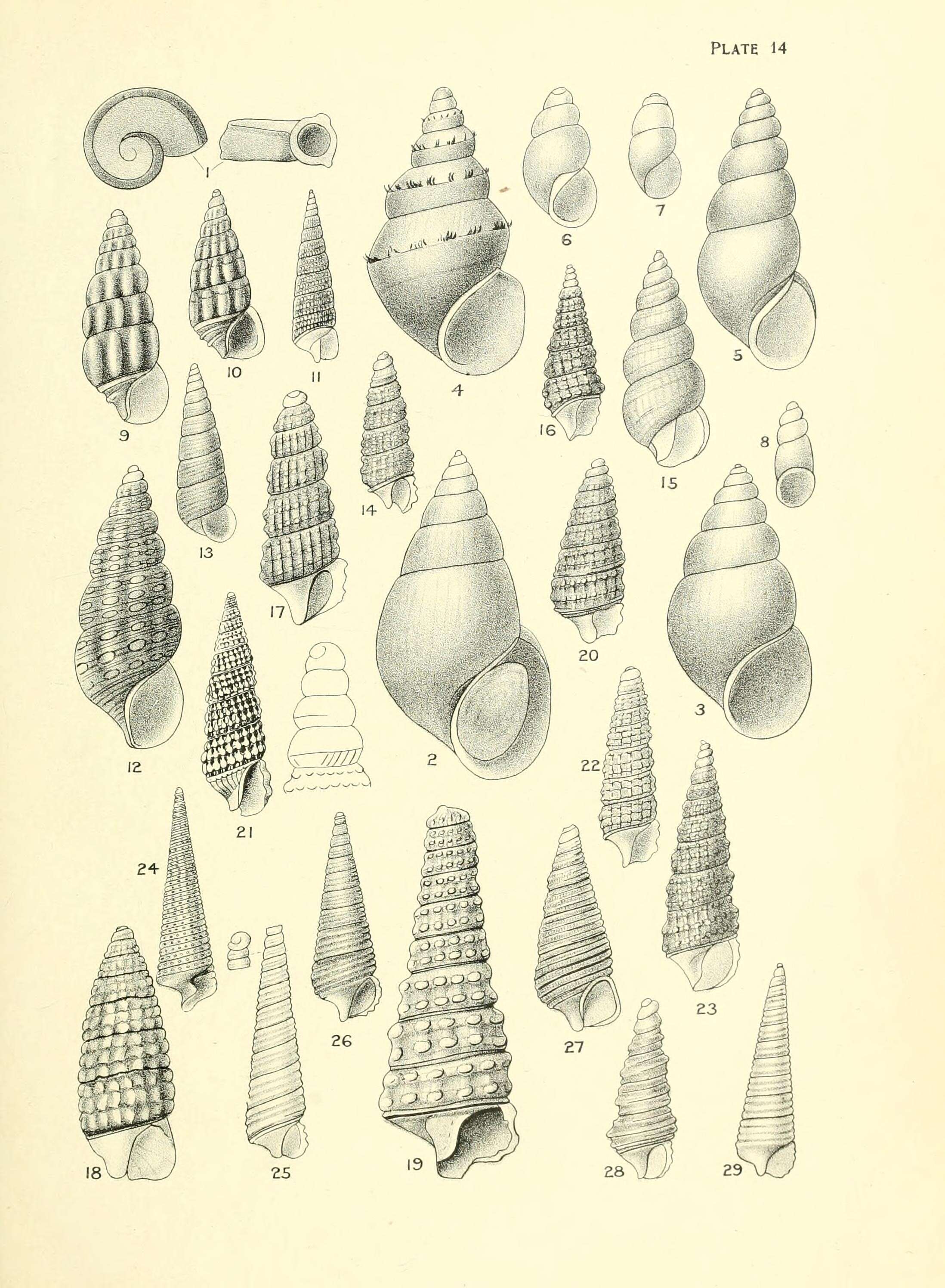 Image de Tongapyrgus subterraneus (Suter 1905)