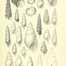 Слика од Crosseola cancellata (Tenison Woods 1878)