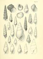 Image de Crosseola cancellata (Tenison Woods 1878)