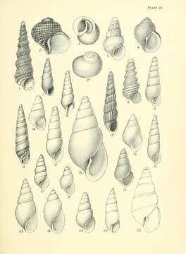 Слика од Crosseola cancellata (Tenison Woods 1878)