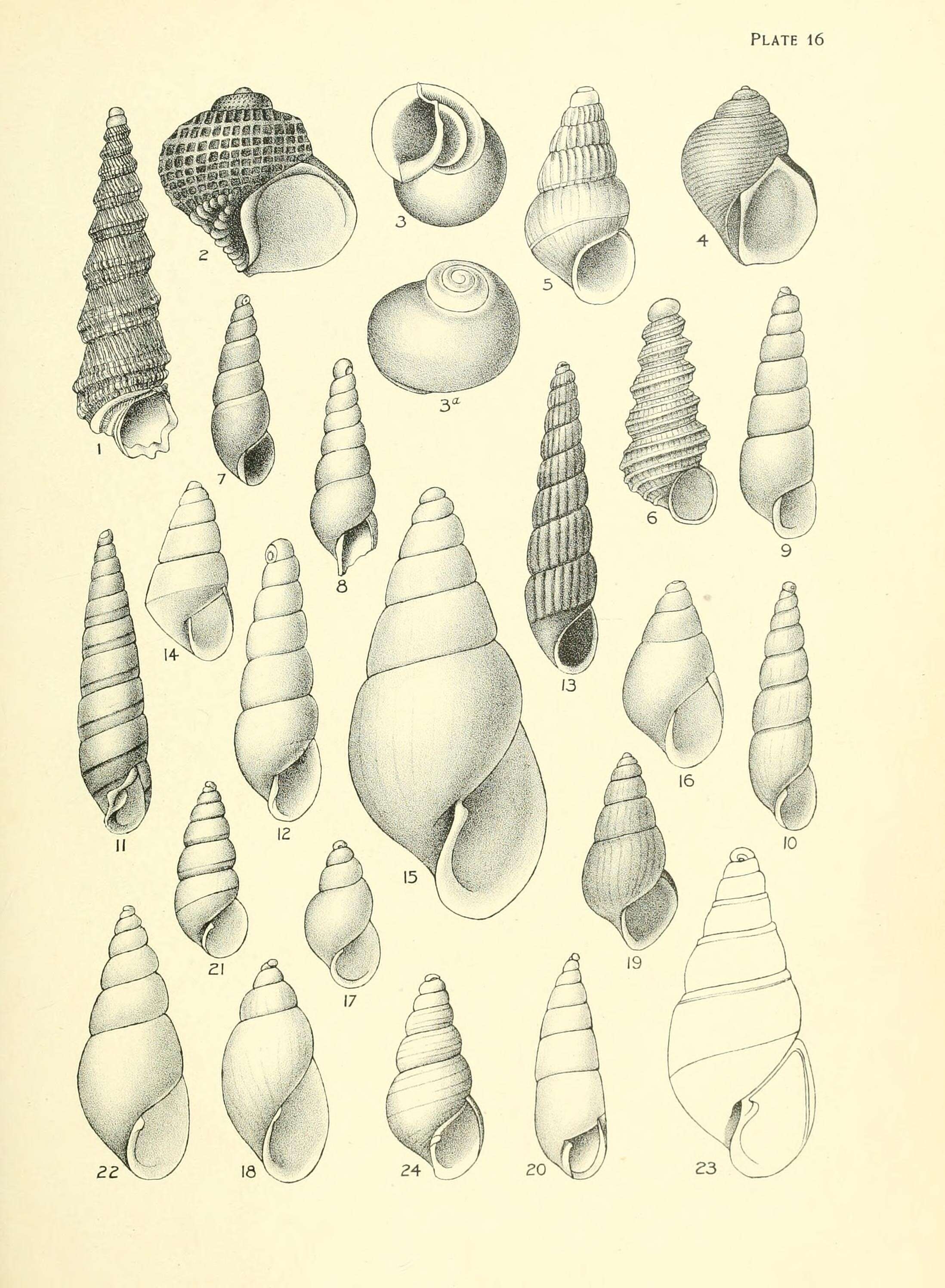 Imagem de Crosseola cancellata (Tenison Woods 1878)