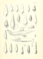 Plancia ëd Odostomia pudica Suter 1908
