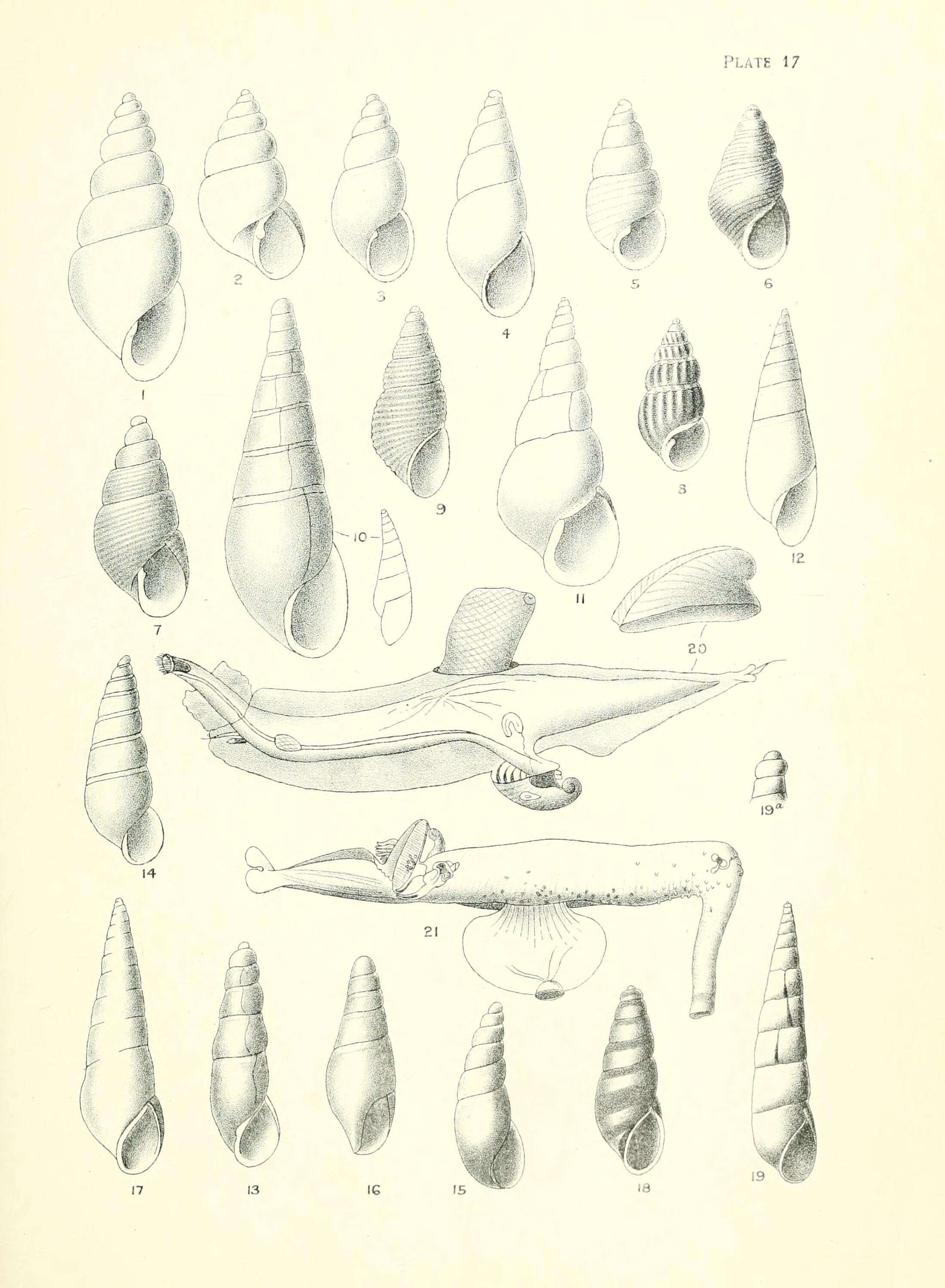 Image of Odostomia pudica Suter 1908