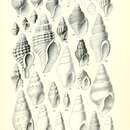 Image de Paxula leptalea (Suter 1908)