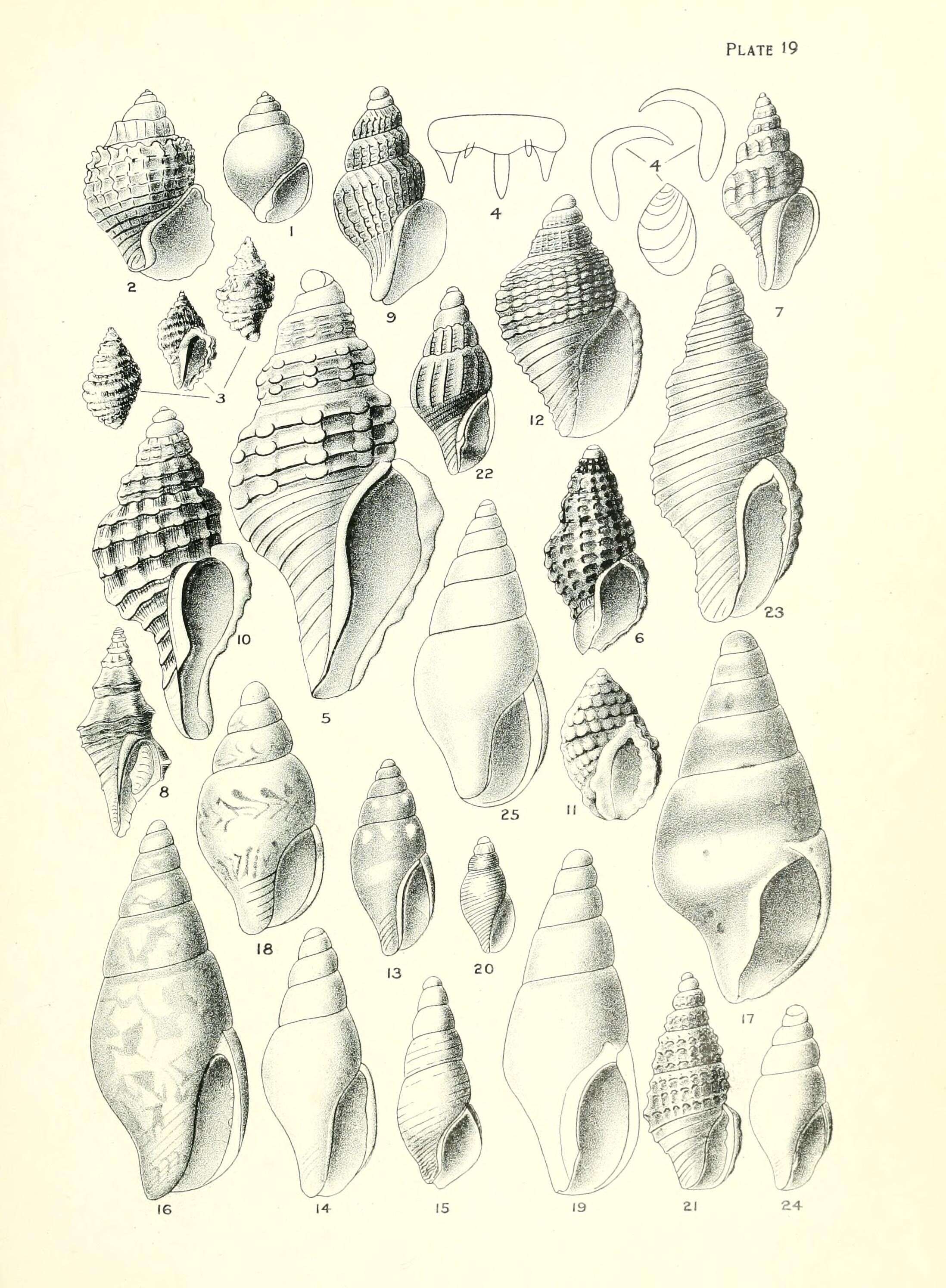 Sivun Paxula leptalea (Suter 1908) kuva