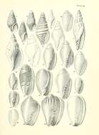 Sivun Dentimargo fusulus (Murdoch & Suter 1906) kuva