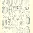 Sivun Volvulella reflexa (Hutton 1885) kuva