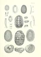 Image de Onchidella marginata (Couthouy ex Gould 1852)