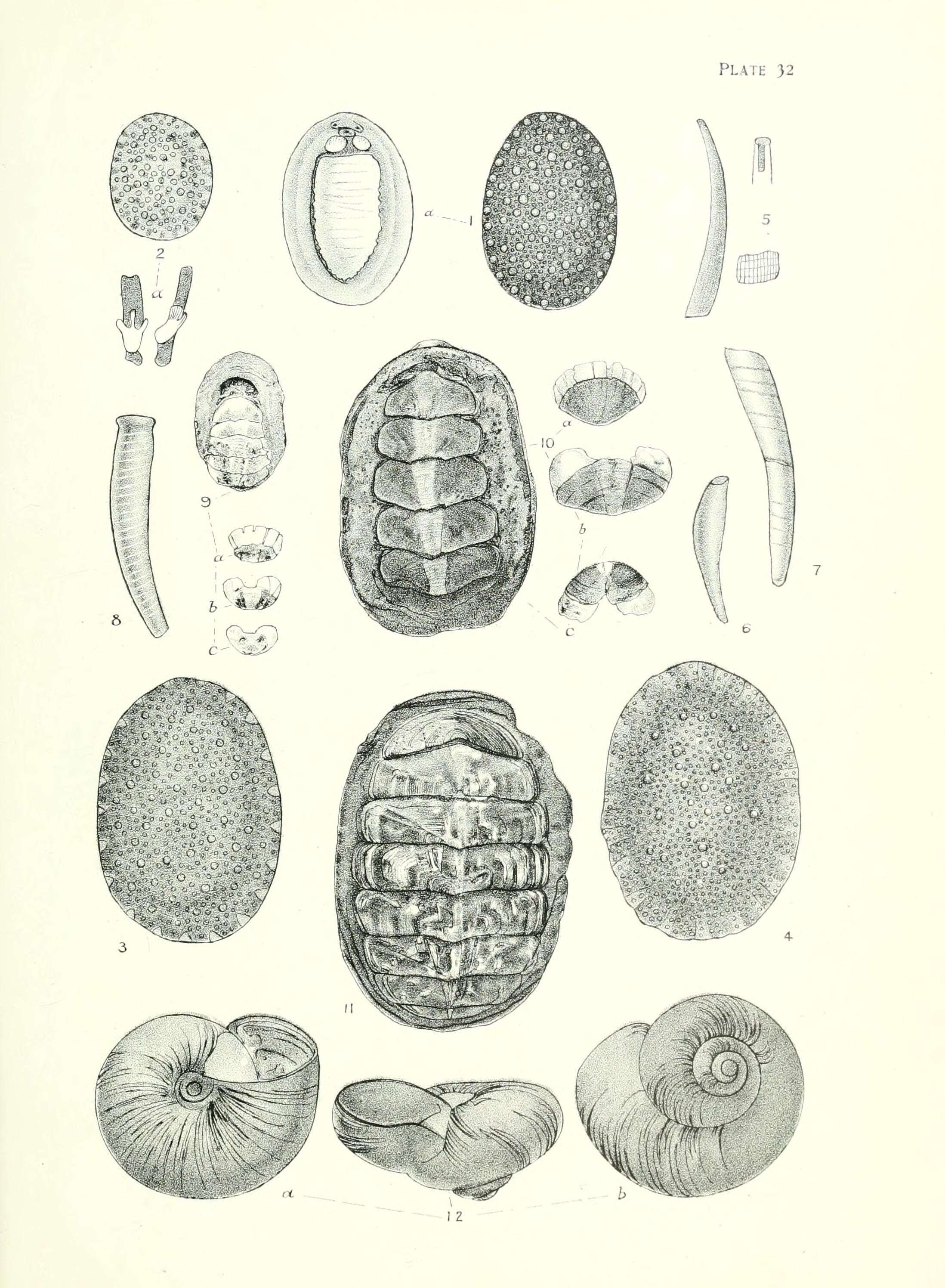 صورة Gastropoda Cuvier 1795