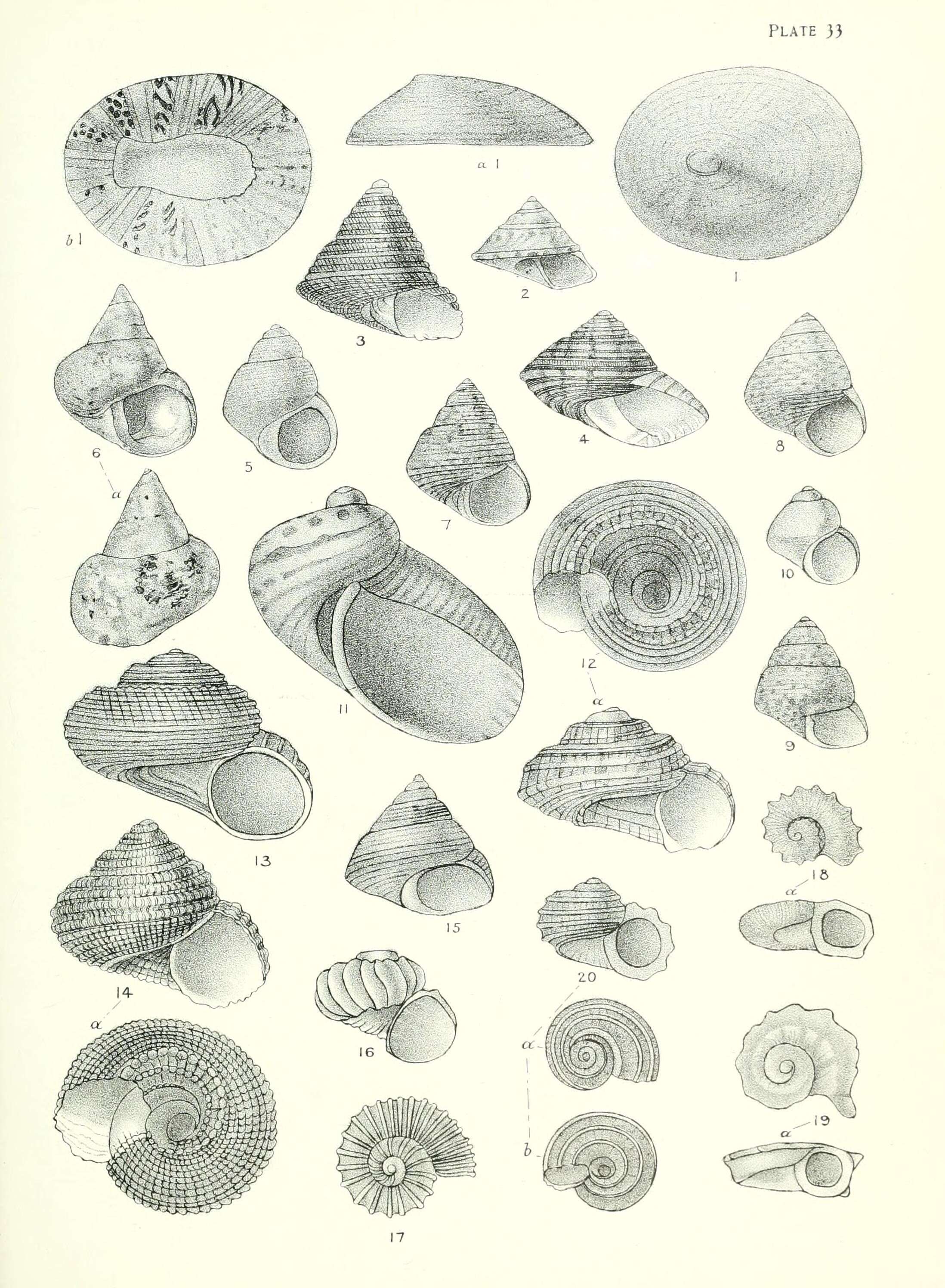 Image de Trochus camelophorus Webster 1906
