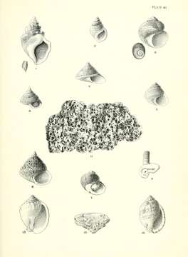 Plancia ëd Struthiolaria Lamarck 1816