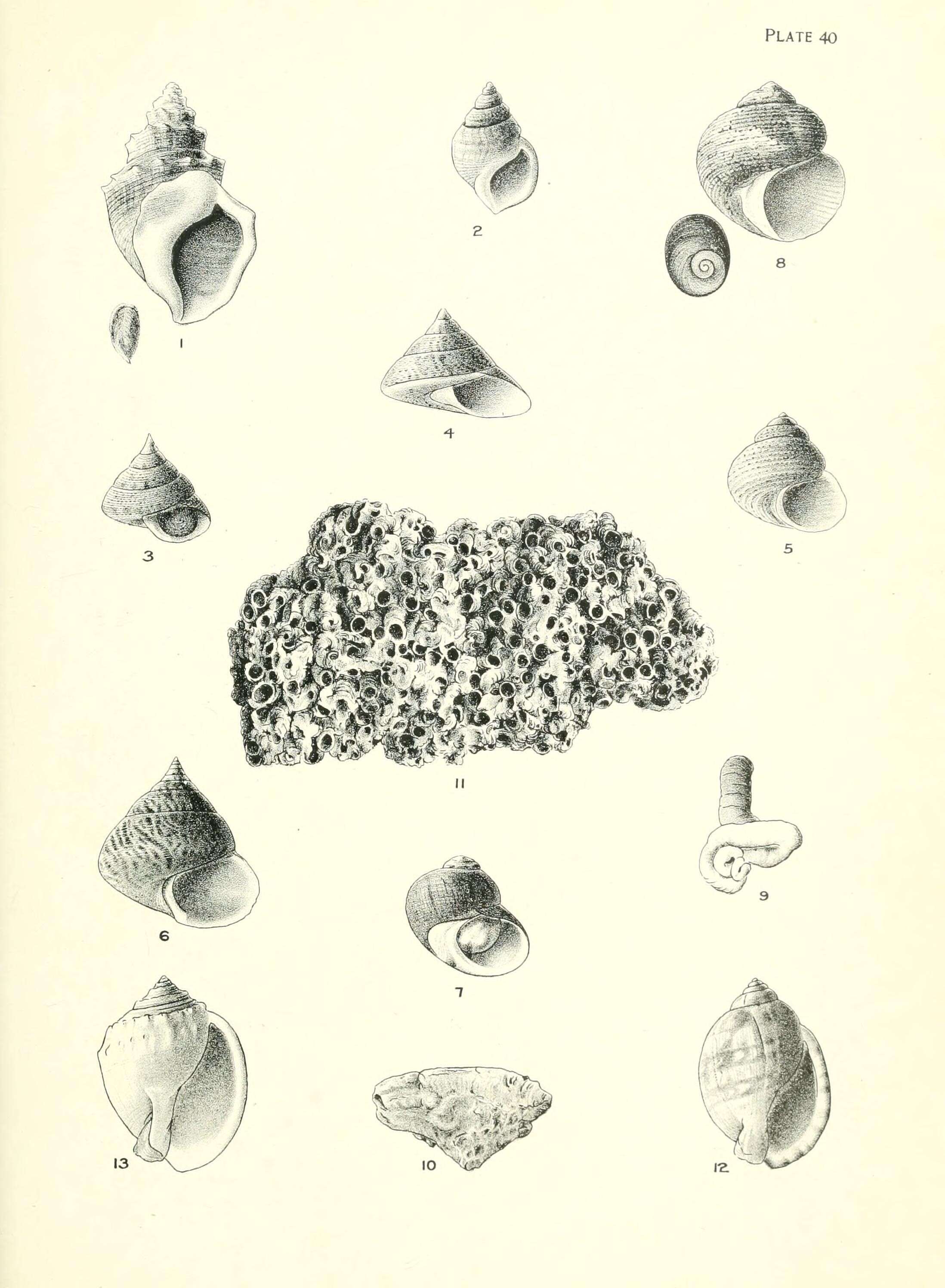 Image de Struthiolaria Lamarck 1816