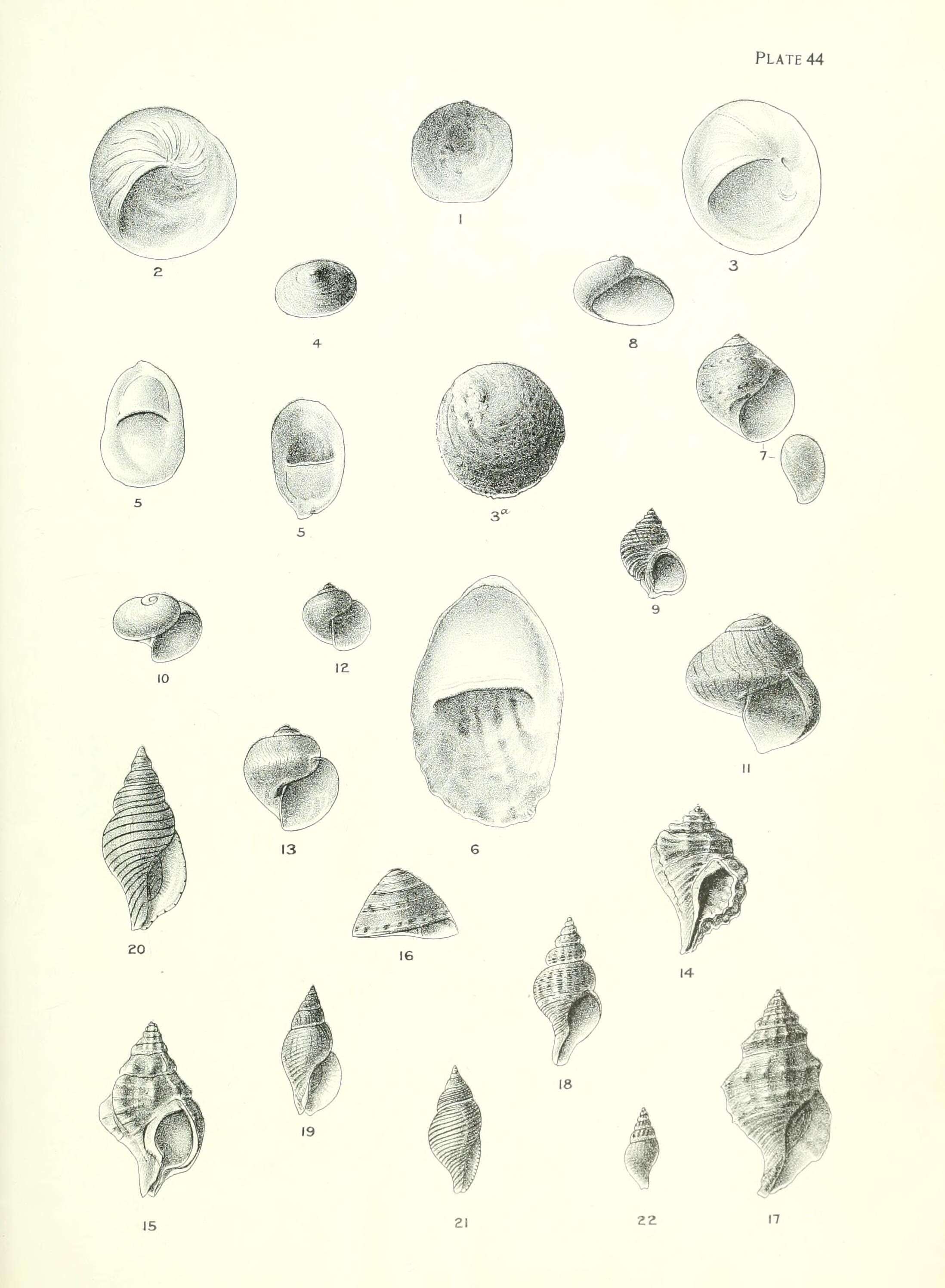 صورة Maoricrypta costata (G. B. Sowerby I 1824)